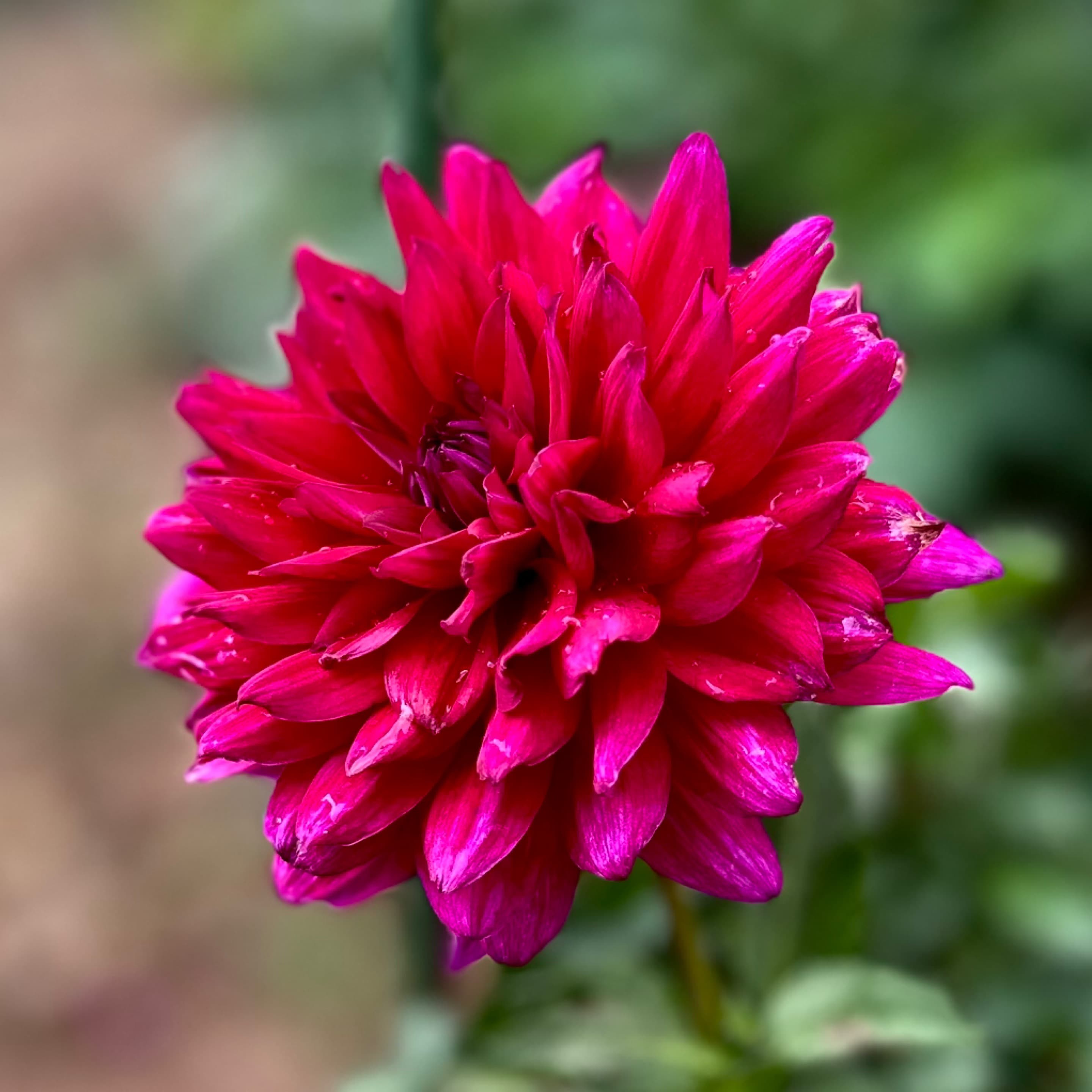 Hollyhill Black Widow