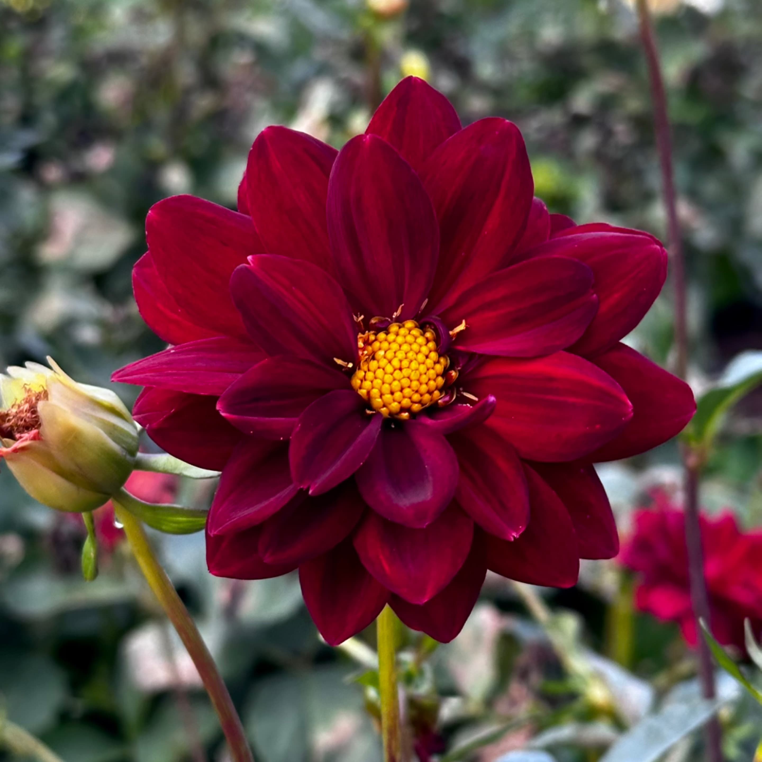 No ID - Dark Burgundy