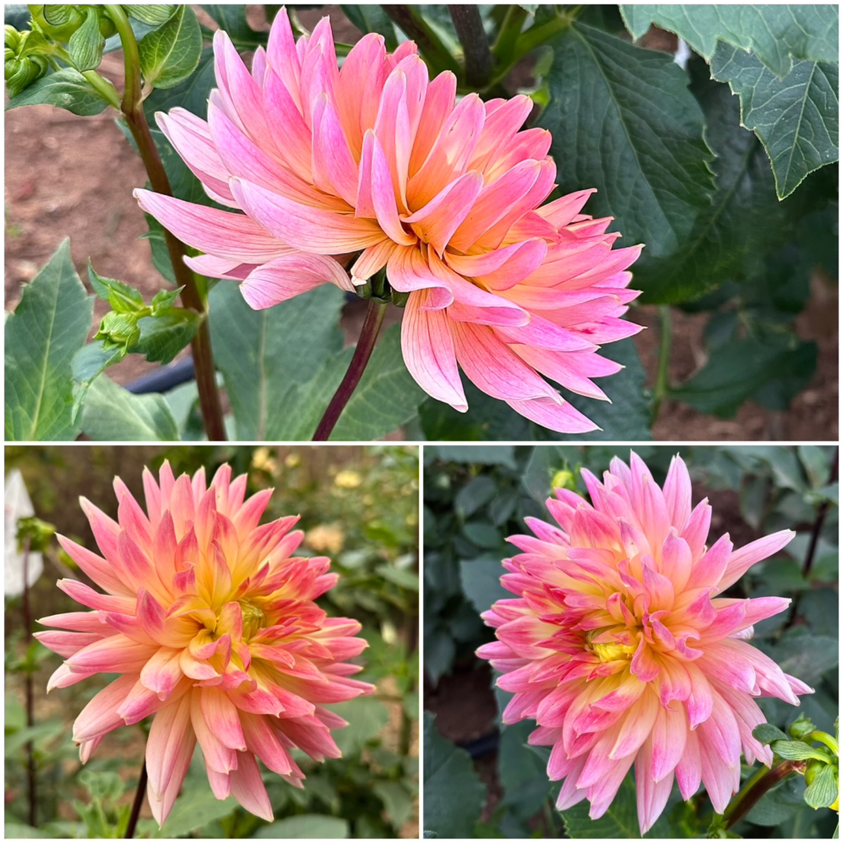 No ID - Pink Semi Cactus