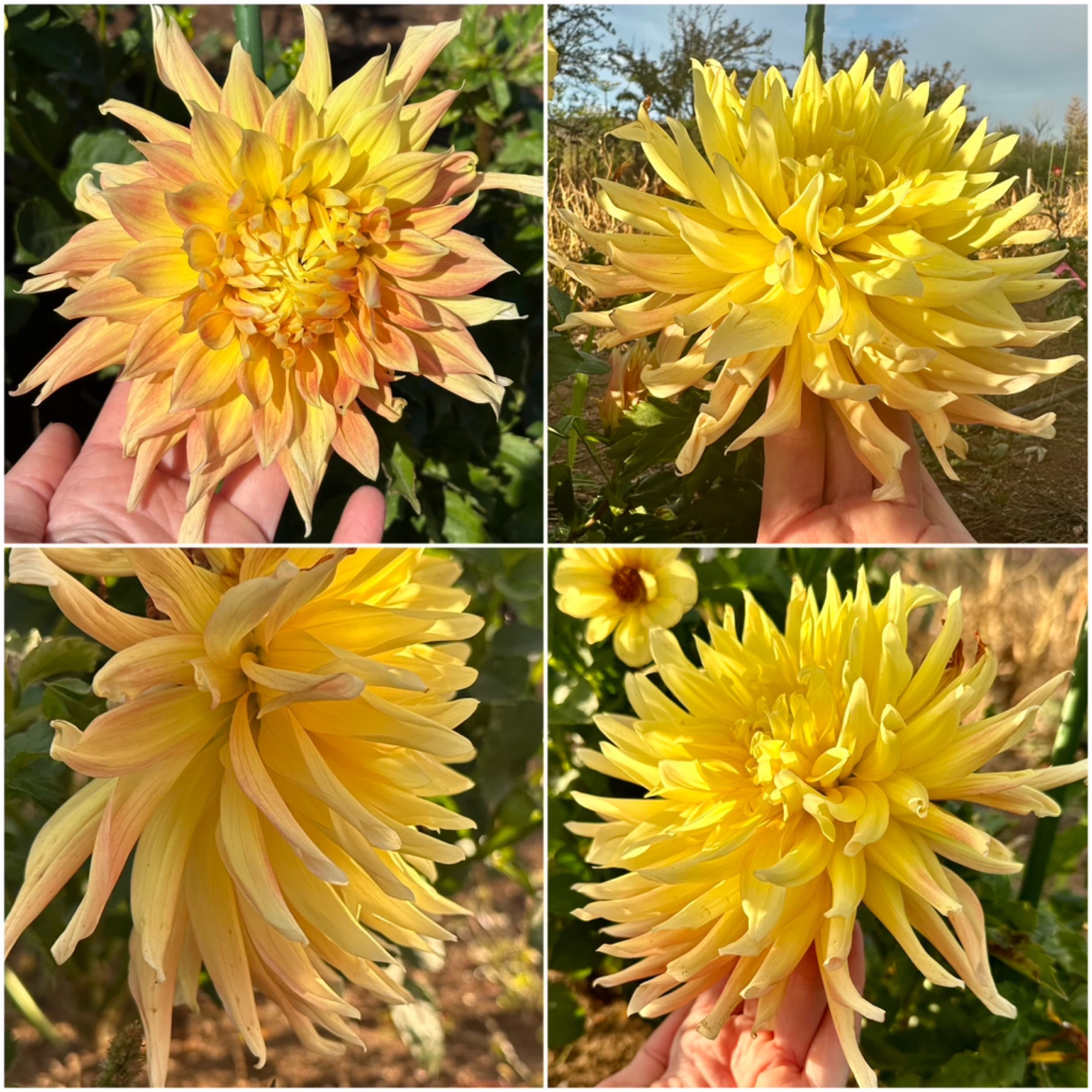 No ID - Yellow Semi Cactus