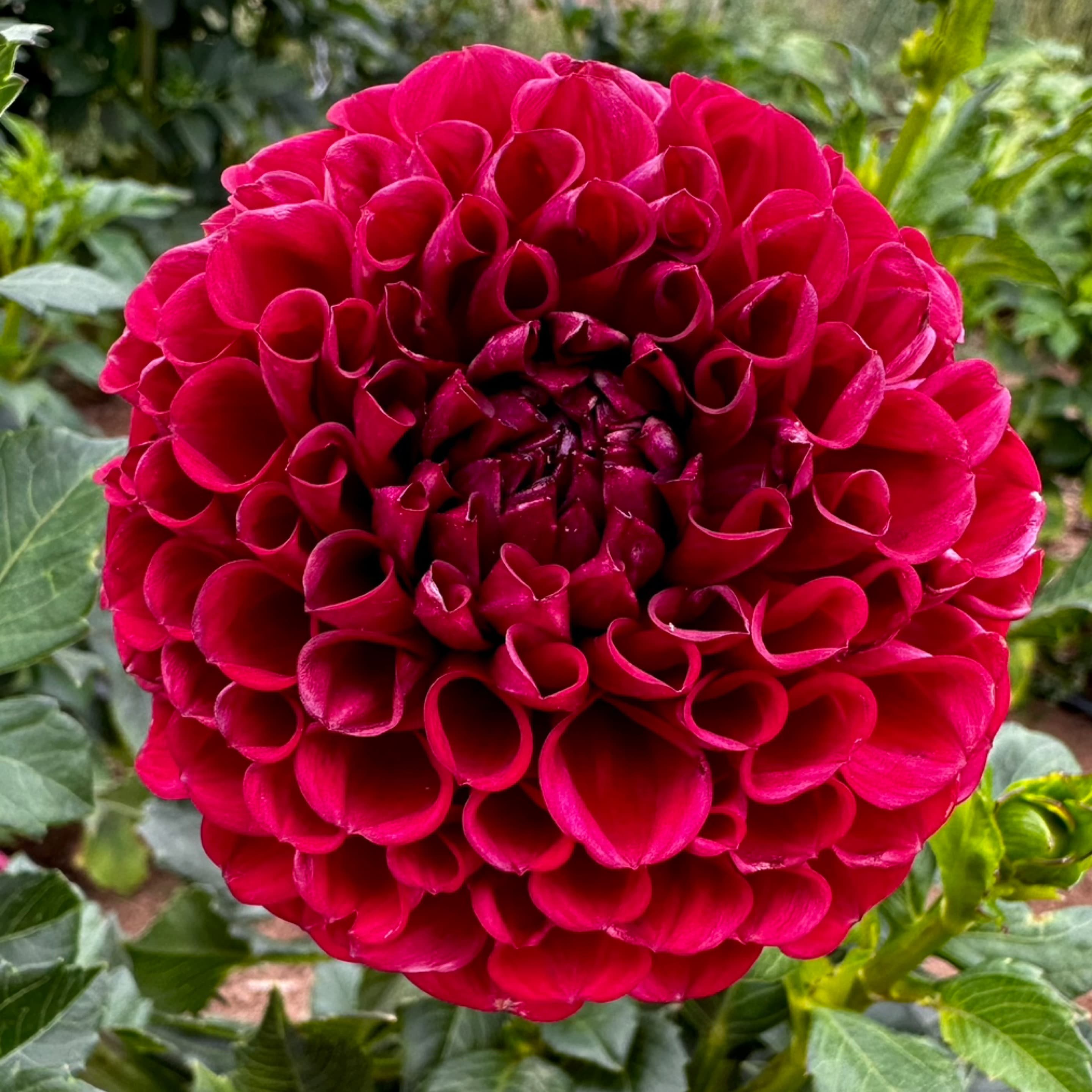 No ID - Raspberry Red Ball